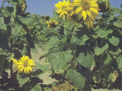 Plamenjača suncokreta