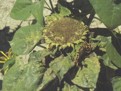 Plamenjača suncokreta Plamenjača suncokreta