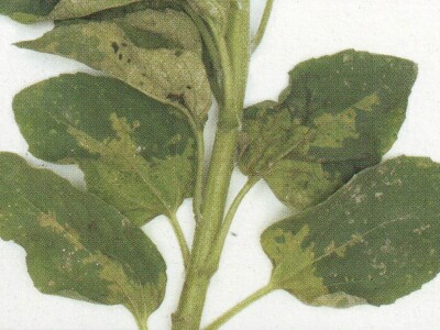 Plamenjača suncokreta Plamenjača suncokreta