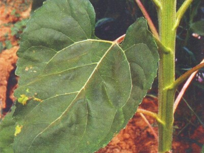 Plamenjača suncokreta Plamenjača suncokreta