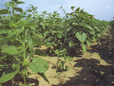 Plamenjača suncokreta Plamenjača suncokreta