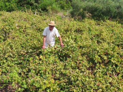 Plamenjača uništava pelješko vinogorje Plamenjača uništava pelješko vinogorje