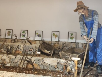 Plamenjača uništava pelješko vinogorje Plamenjača uništava pelješko vinogorje