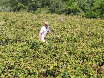 Plamenjača uništava pelješko vinogorje Plamenjača uništava pelješko vinogorje