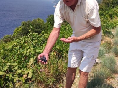 Plamenjača uništava pelješko vinogorje Plamenjača uništava pelješko vinogorje