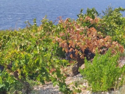 Plamenjača uništava pelješko vinogorje Plamenjača uništava pelješko vinogorje