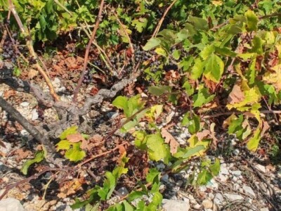 Plamenjača uništava pelješko vinogorje Plamenjača uništava pelješko vinogorje