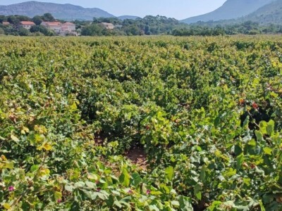 Plamenjača uništava pelješko vinogorje Plamenjača uništava pelješko vinogorje