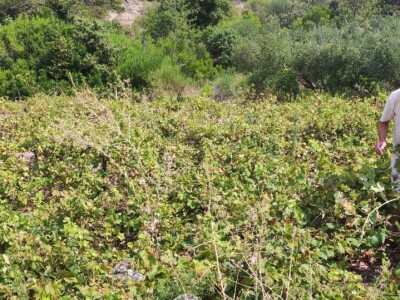 Plamenjača uništava pelješko vinogorje Plamenjača uništava pelješko vinogorje