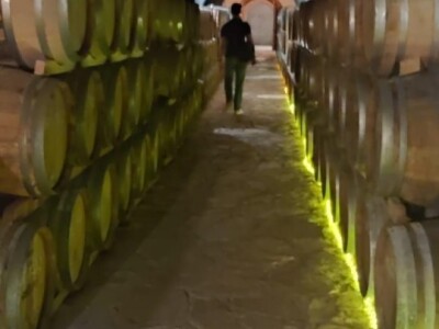 Plamenjača uništava pelješko vinogorje Plamenjača uništava pelješko vinogorje