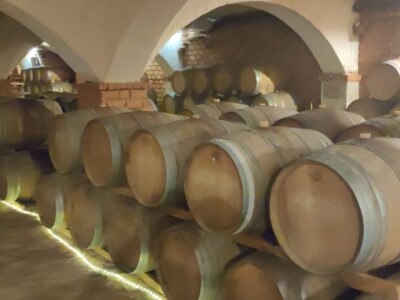 Plamenjača uništava pelješko vinogorje Plamenjača uništava pelješko vinogorje