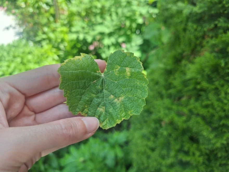Plamenjača vinove loze