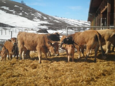 Planinski ranč goveda na Cincaru Planinski ranč goveda na Cincaru