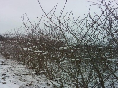 Plantaža aronije porodice Džamić iz okoline Aleksandrovca