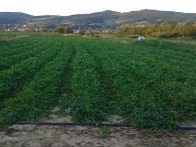 Od poznatog repera do uspješnog poljoprivrednika