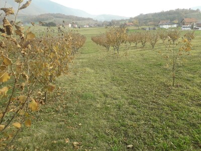 Plantaža lješnika porodice Milić prostire se na 8 dunuma