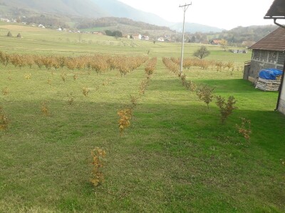 Plantaža lješnika porodice Milić prostire se na 8 dunuma