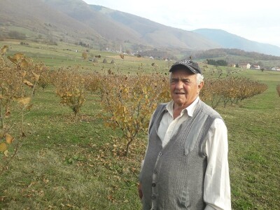 Plantaža lješnika porodice Milić prostire se na 8 dunuma