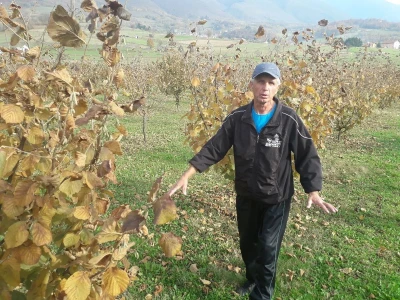 Plantaža lješnika porodice Milić prostire se na 8 dunuma