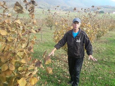 Plantaža lješnika porodice Milić prostire se na 8 dunuma