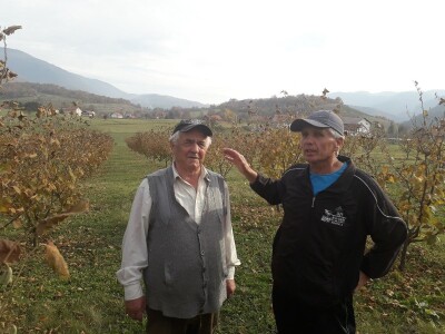 Plantaža lješnika porodice Milić prostire se na 8 dunuma