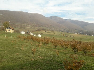 Plantaža lješnika porodice Milić prostire se na 8 dunuma