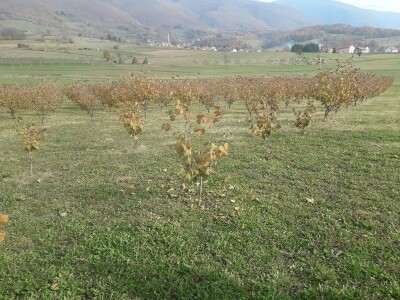 Plantaža lješnika porodice Milić prostire se na 8 dunuma
