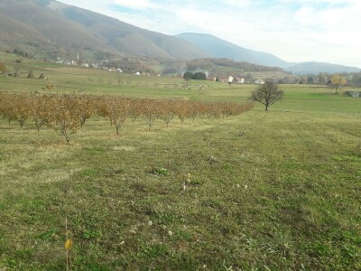 Plantaža lješnika porodice Milić prostire se na 8 dunuma