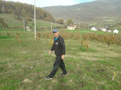 Plantaža lješnika porodice Milić prostire se na 8 dunuma