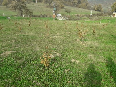 Plantaža lješnika porodice Milić prostire se na 8 dunuma