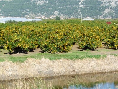 Plantaže mandarina u dolini Neretve - uz kanal
