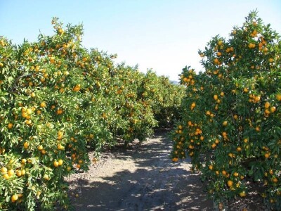 Plantaža mandarina u dolini Neretve (detalj) Plantaža mandarina u dolini Neretve (detalj)