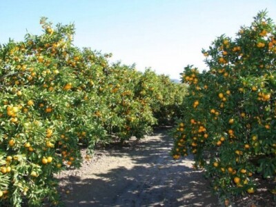 Plantaža mandarina u Neretvanskoj dolini