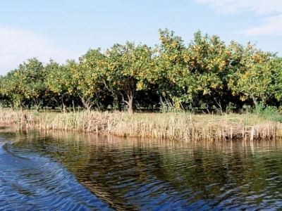 Plantaža mandarina uz rukavac Neretve