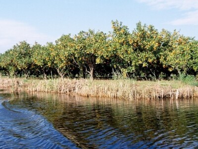 Plantaža mandarina uz rukavac Neretve