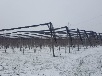 Plantaza Mijatovic u Susnjarima