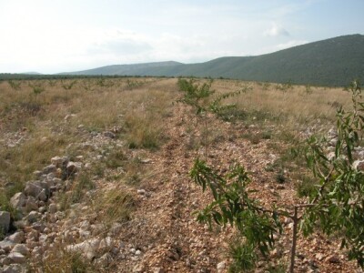 Plantaža dvogodišnjih nasada badema OPG Josip Čarić