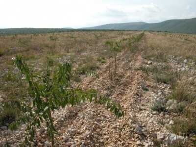 Mladi nasadi badema na plantaži OPG Josip Čarić