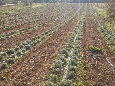 Plantaža mladog smilja u Hercegovini Plantaža mladog smilja u Hercegovini