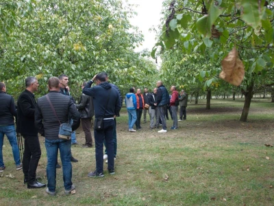 Plantaža oraha