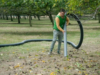 Plantaža oraha