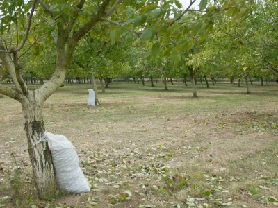 Plantaža oraha
