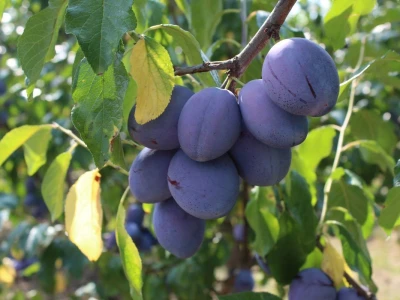 Plantaža šljiva Raifa Čolića