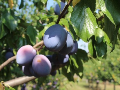 Plantaža šljiva Raifa Čolića