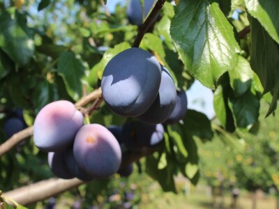 Plantaža šljiva Raifa Čolića