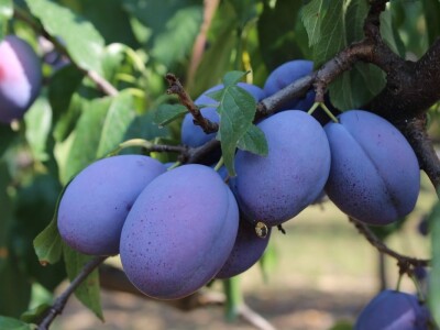 Plantaža šljiva Raifa Čolića