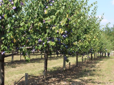 Plantaža šljiva Raifa Čolića