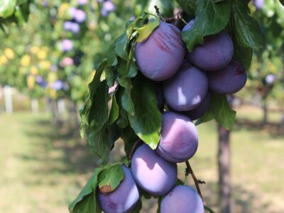 Plantaža šljiva Raifa Čolića