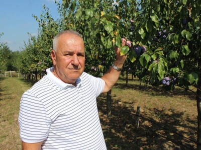 Plantaža šljiva Raifa Čolića