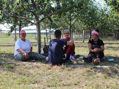 Plantaža šljiva Raifa Čolića